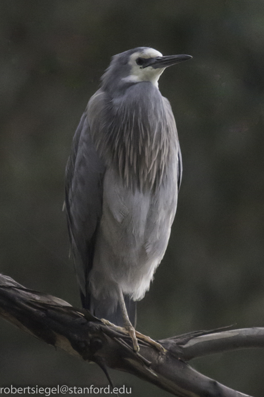 white-faced heron
